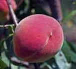 Kashmiri  Peach