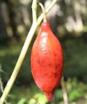 Podophyllum cashmiriana