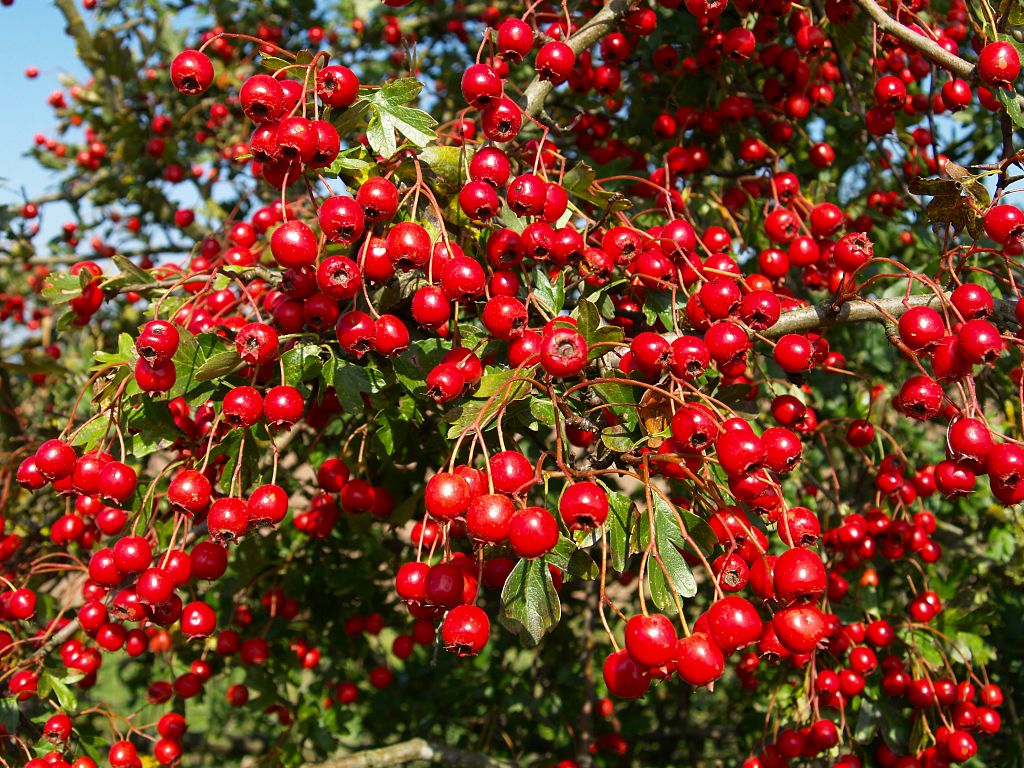 Chenab Industries Kashmir (CIK): Hawthorn (Crataegus oxycantha) for Sale, India, Kashmir, Srinagar