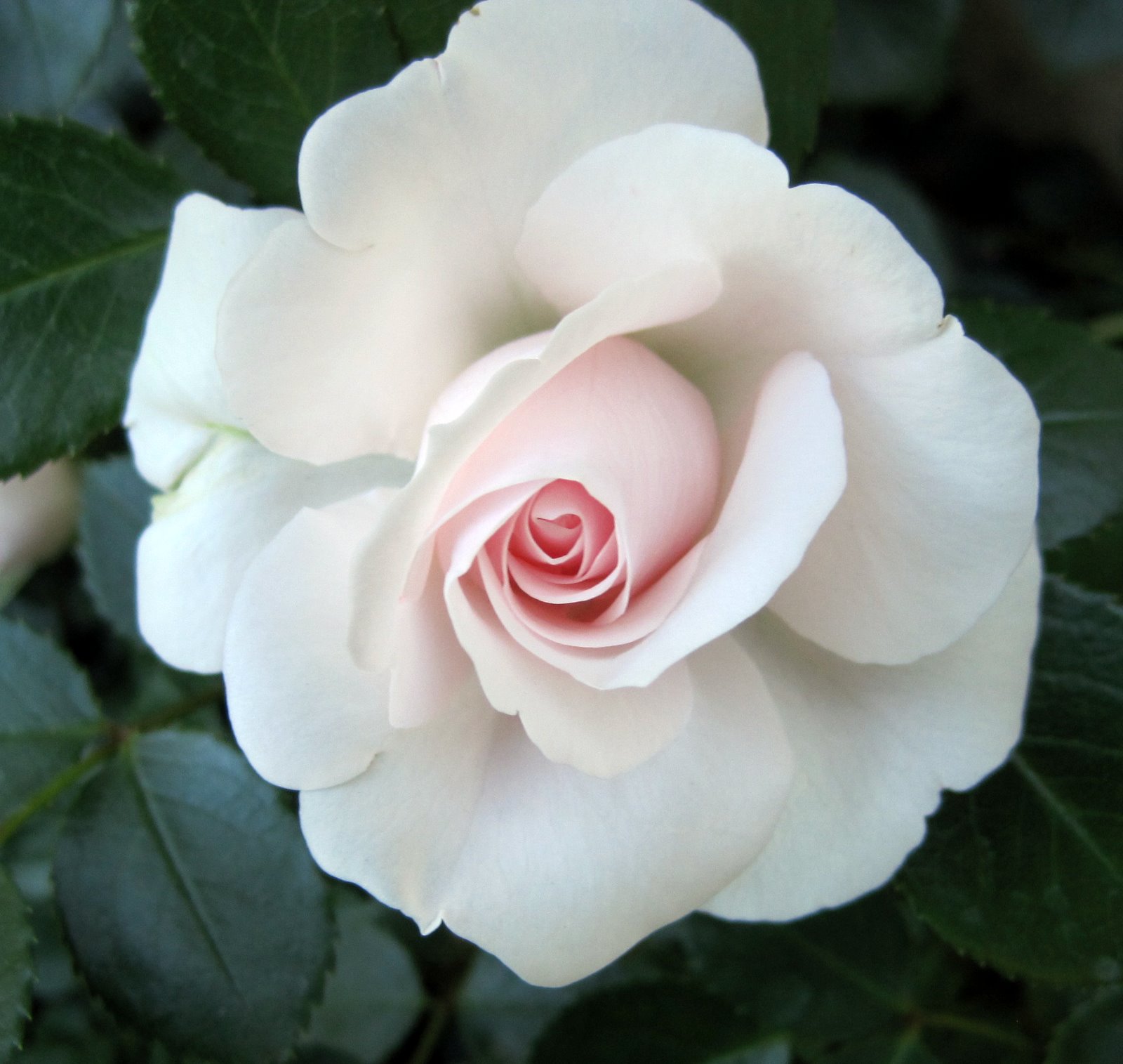 Bev's Bits n' Pieces Perfect Rose