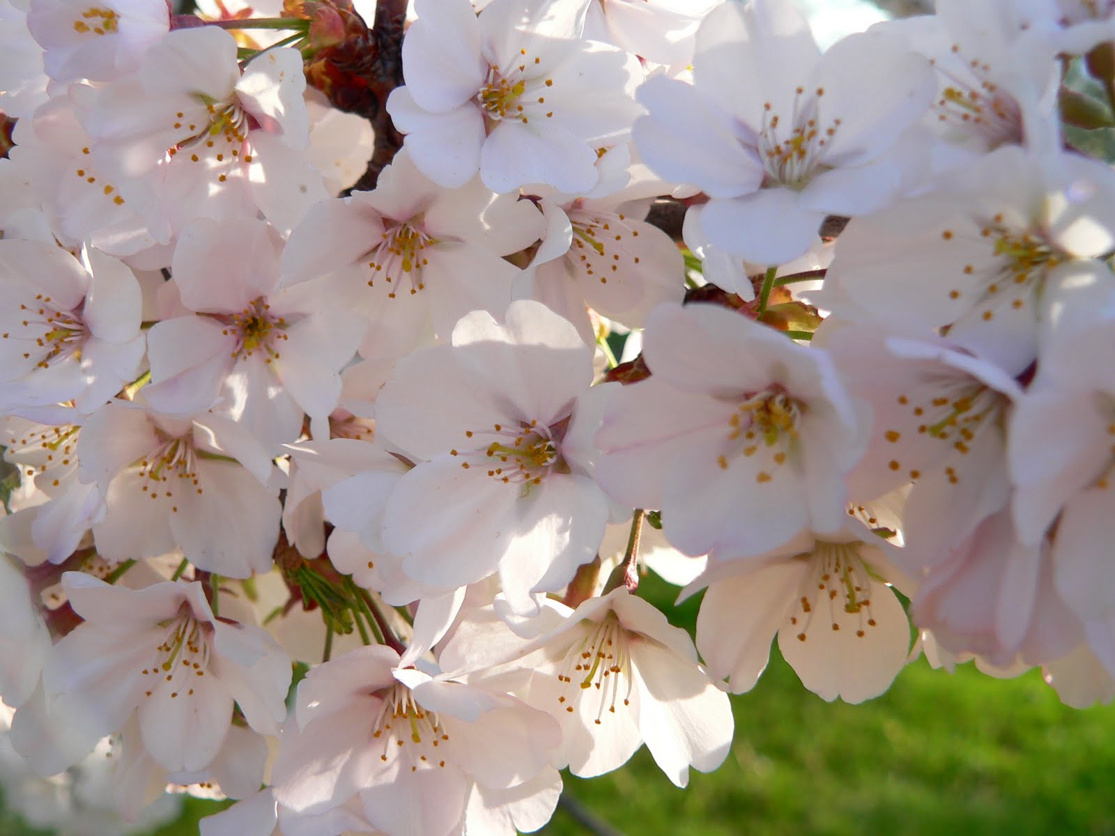 The Family Flowering Cherry Tree