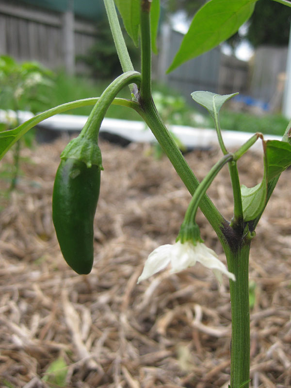 The Night Gardener Jalapeno problems