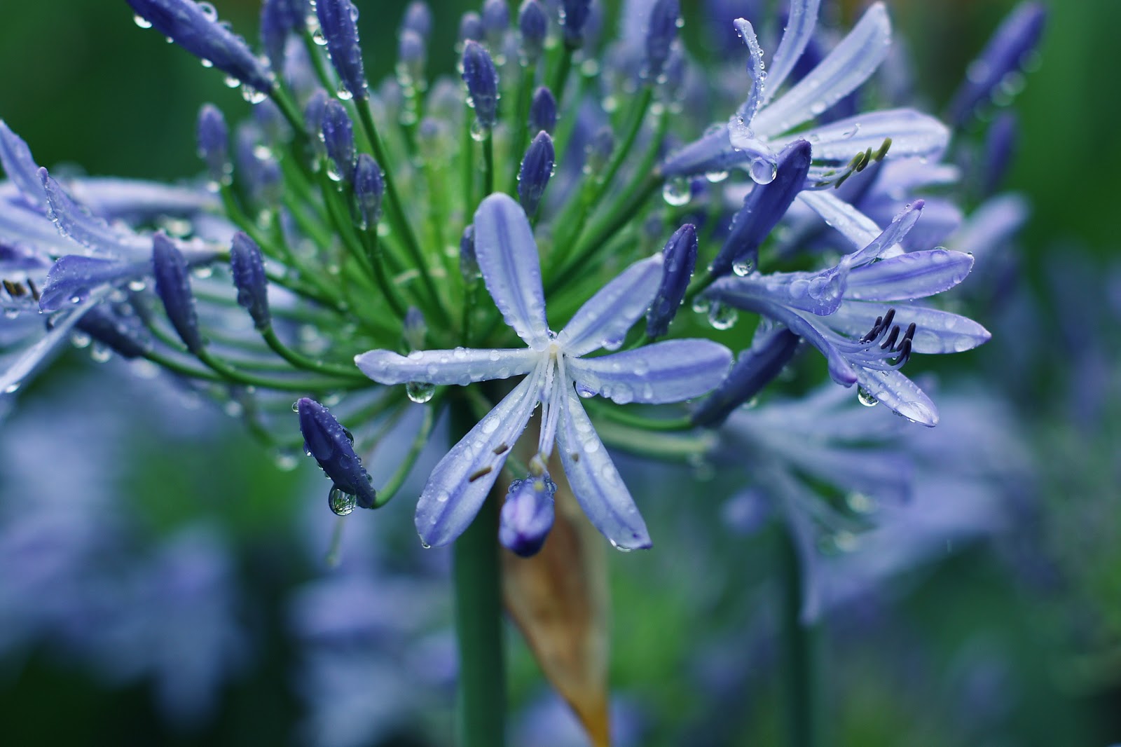 50 mm from the world: Australian flowers