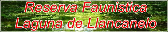 Reserva faunistica laguna de llancanelo