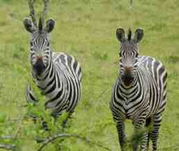 Another Year in Africa: UGANDA