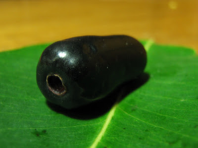 jamun fruit seedless impact food