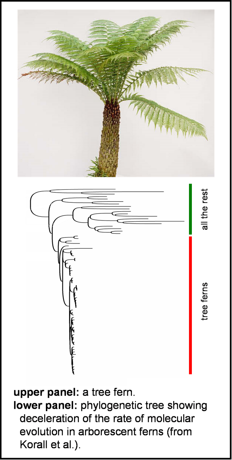 dechronization Arborescence and the Rate of Evolution in Plants