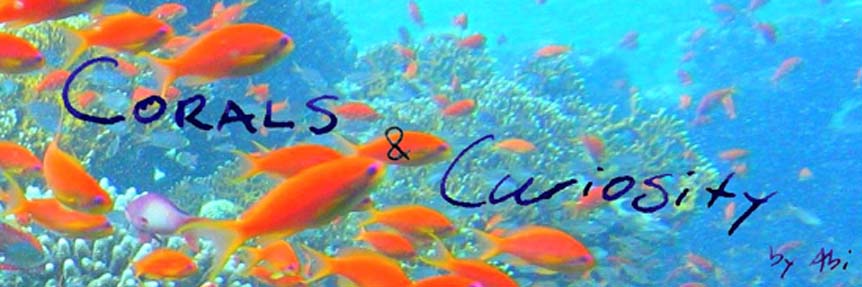 Corals and Curiosity