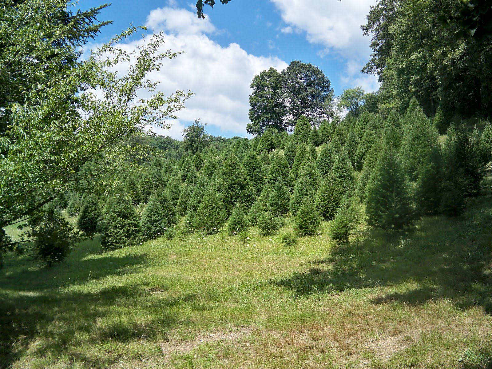 Cultured Carbon County Beisel's Christmas Tree Hill 60 Years of