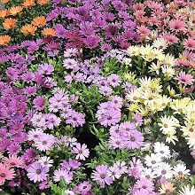 Osteospermum