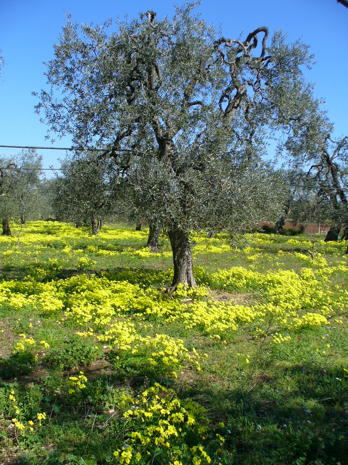 [Spring+in+Puglia.JPG]