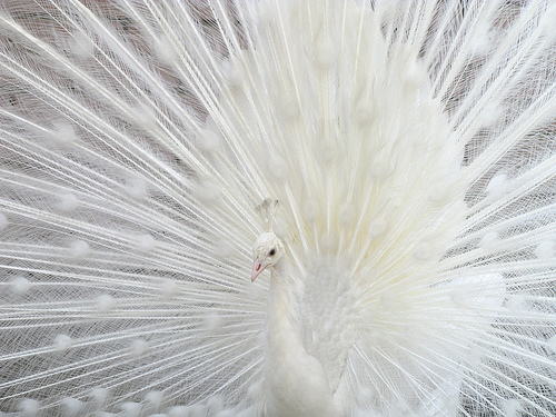 pic- pic: White Peacock