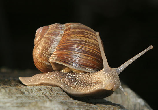 [roman-snail.jpg]