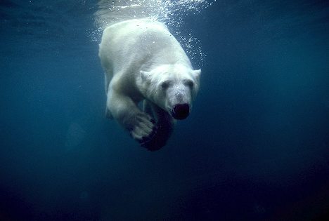 http://2.bp.blogspot.com/_TtMeZU0SDkY/TH3Q8xnv6MI/AAAAAAAAA1c/LkQbHnqw6bc/s1600/underwater-polar-bear_2925.jpg