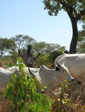 [Web+-+Fulani+herdsman.jpg]