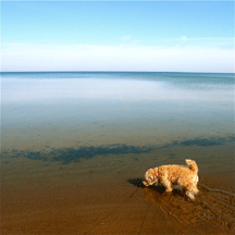 [beachdog6.gif]