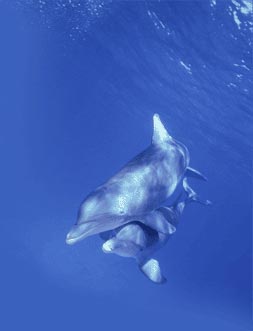 [hugging_dolphins3.jpg]