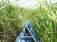 Canoeing through the reeds...