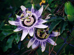 Flor típica del Paraguay