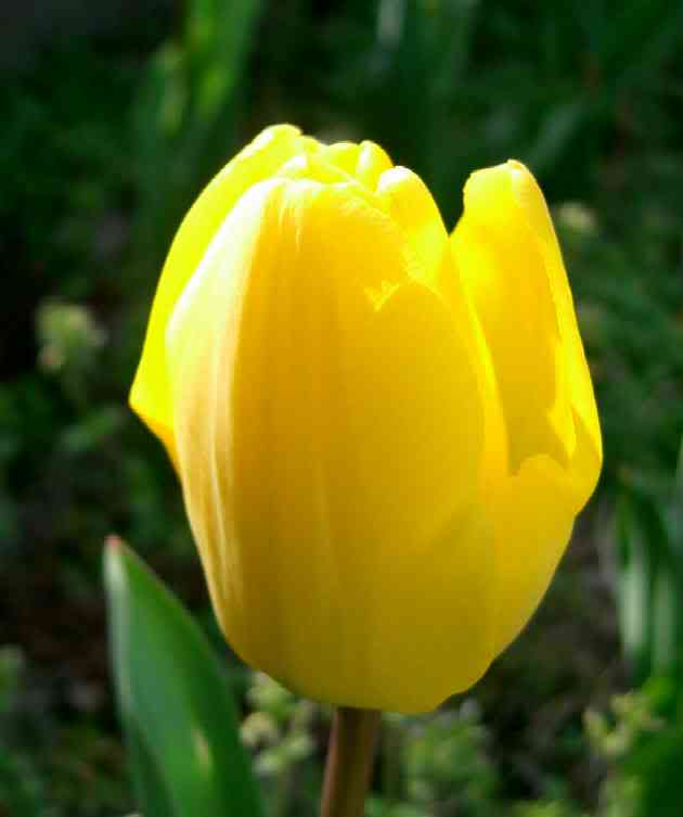  tulip  flowers