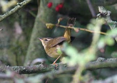 Radde's Warbler- Great Orme Oct 2008