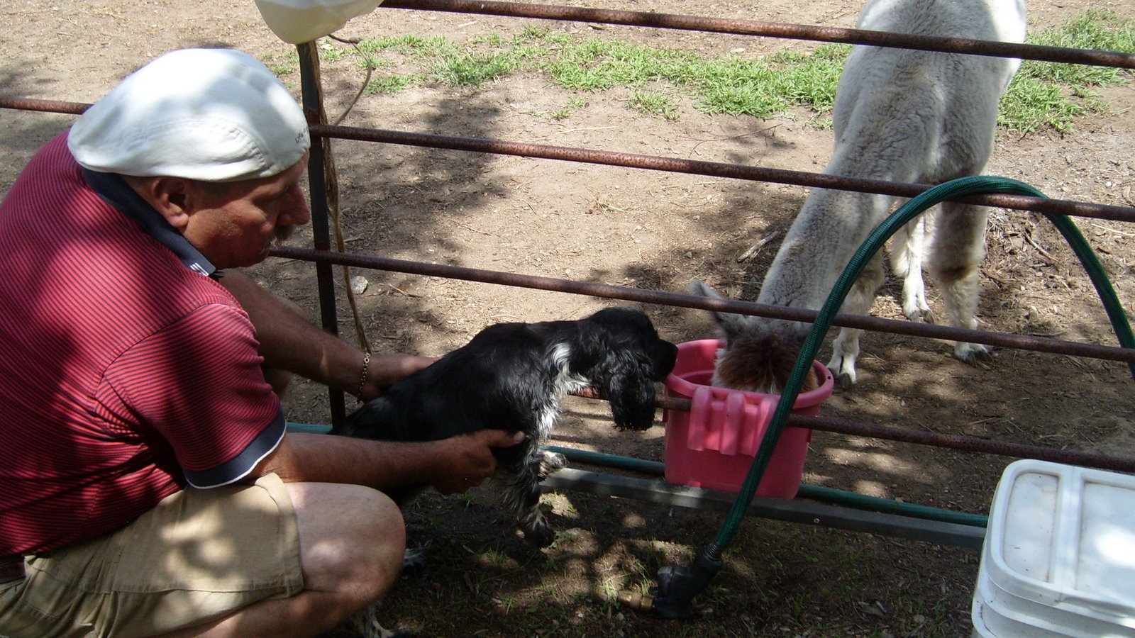 Alpacas and Cocker Spaniels