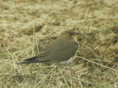 Oriental Pratincole