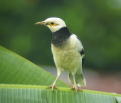 Black Collared Starlings