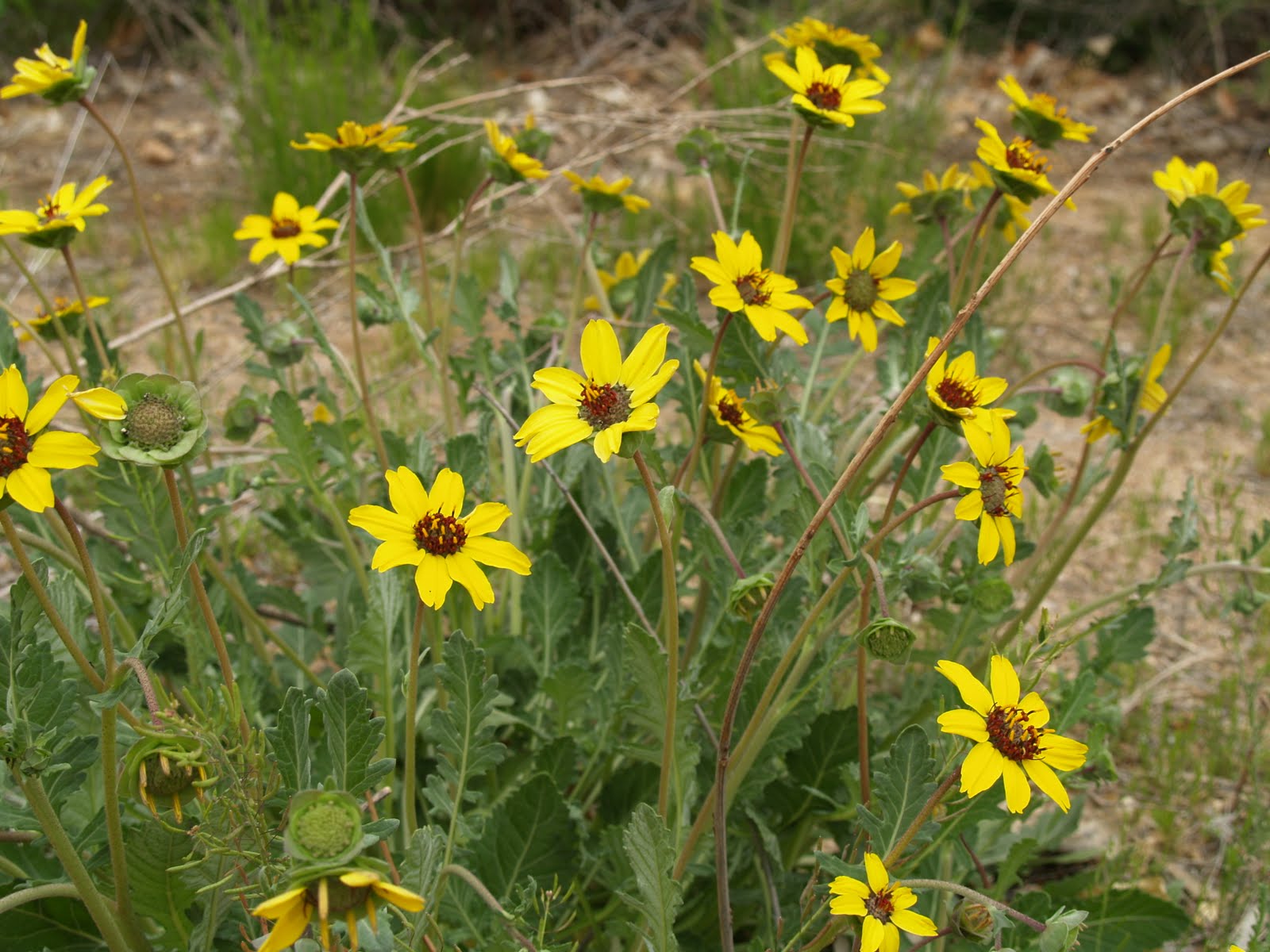 An Ethnobotanical Examination at AA Chocolate Flower