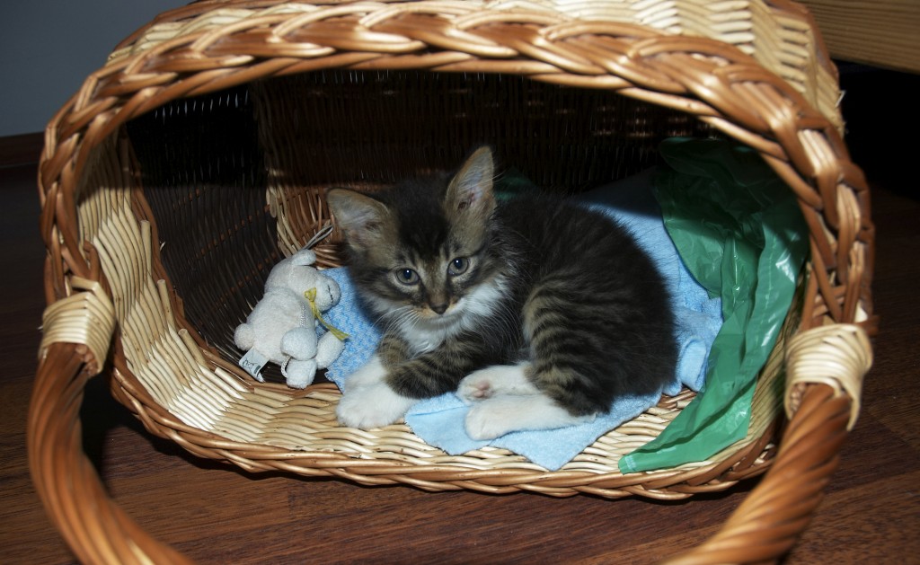 [DSC_7642koszyk.jpg]