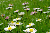 Siyah beyaz renkli fotoğraf