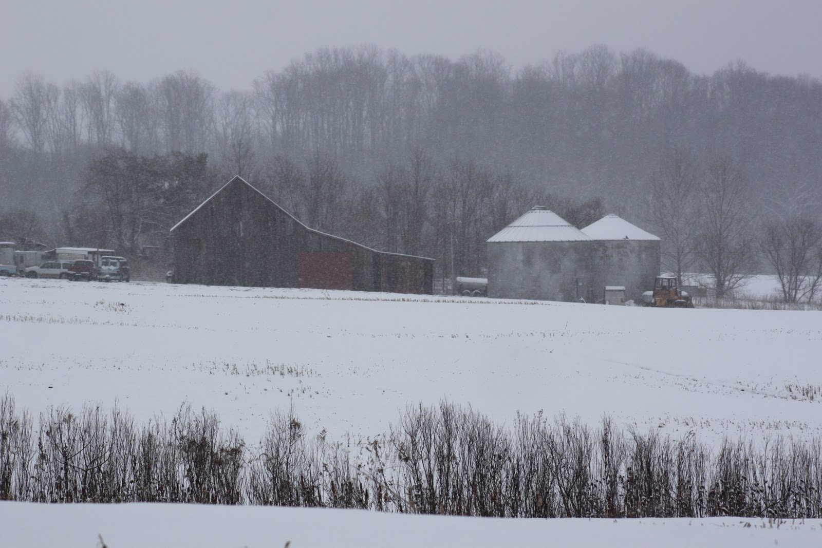 Underneath the Dogwood Tree Winter Wonderland from Northern Kentucky