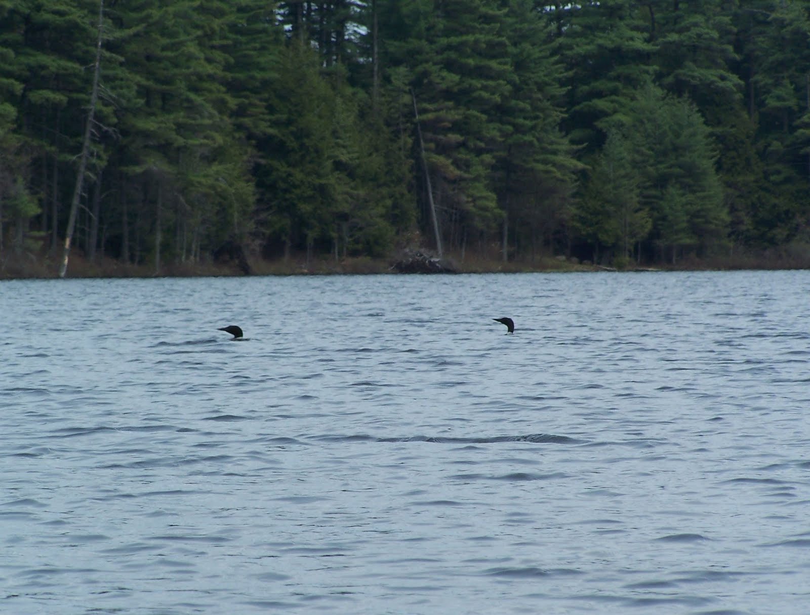 Quiet Kayaking in New York State Francis Lake, part one