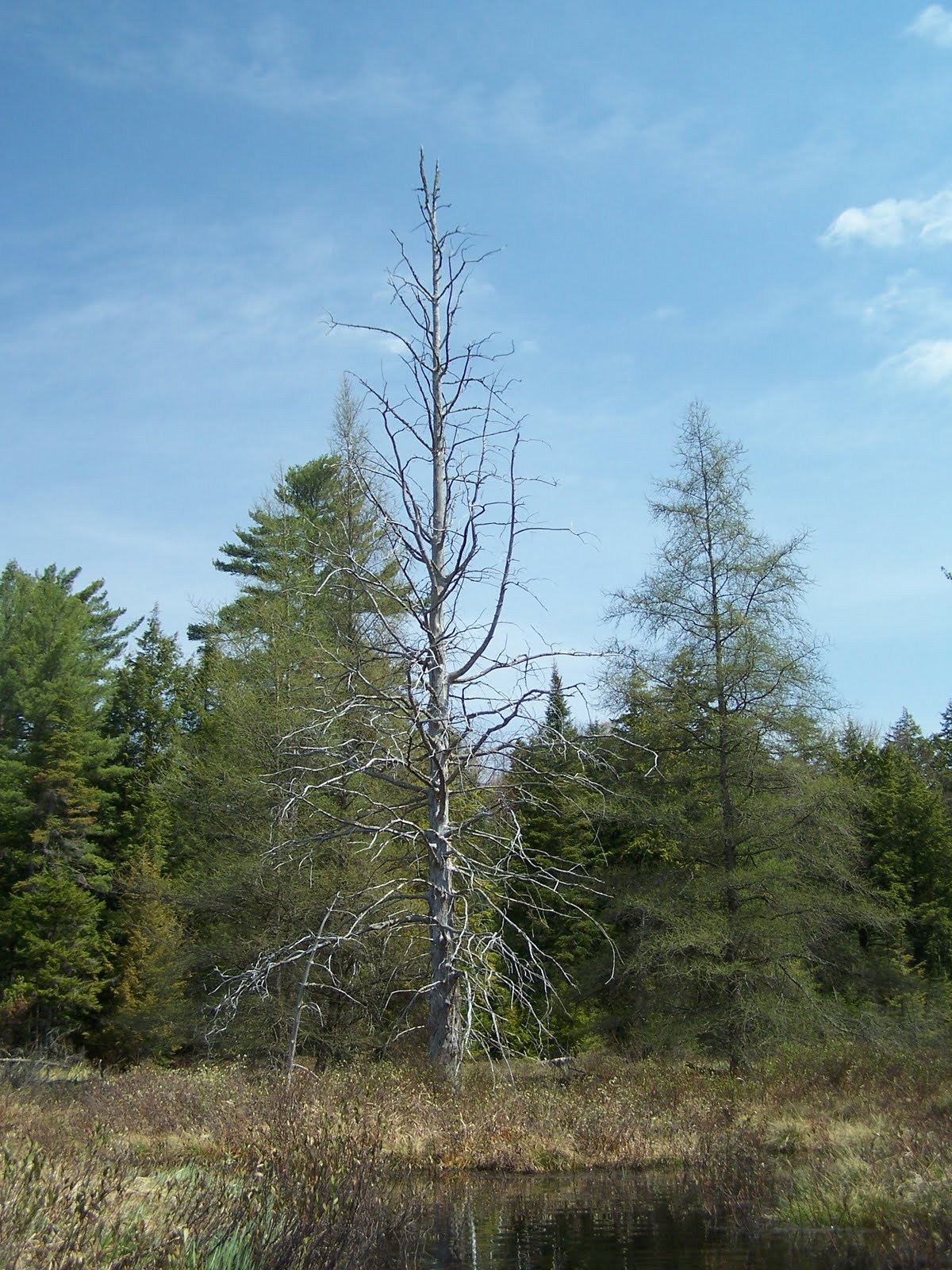 Quiet Kayaking in New York State Francis Lake, part one