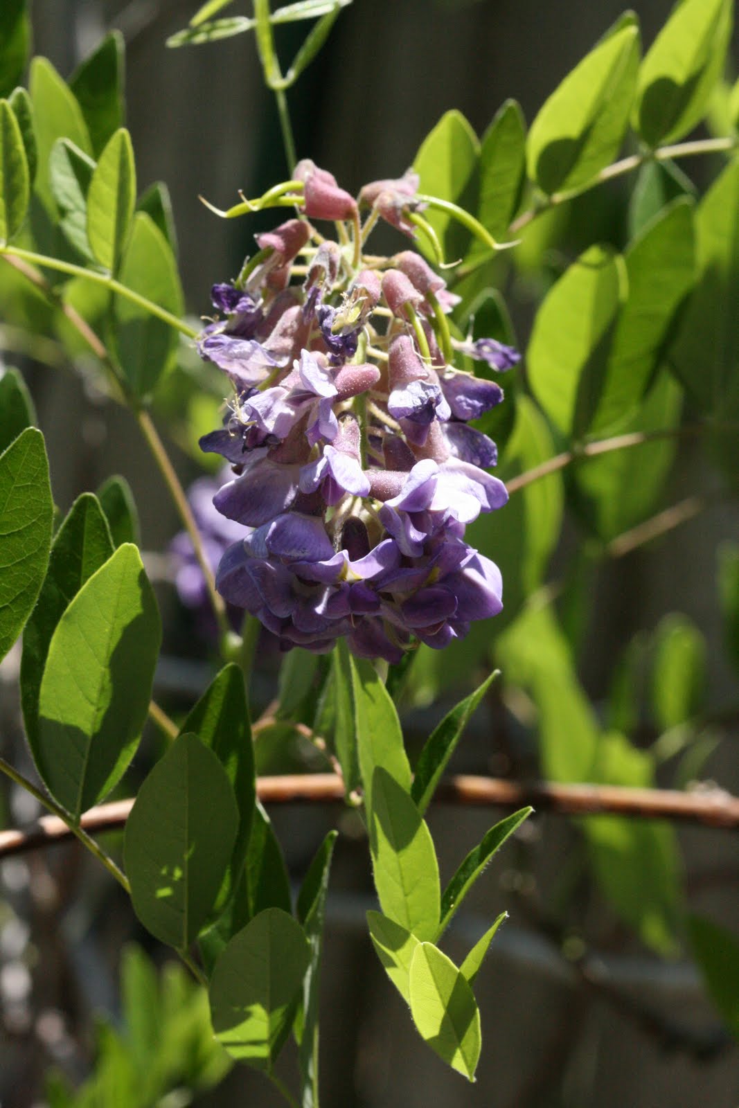 Native Florida Wildflowers American Wisteria Wisteria frutescens