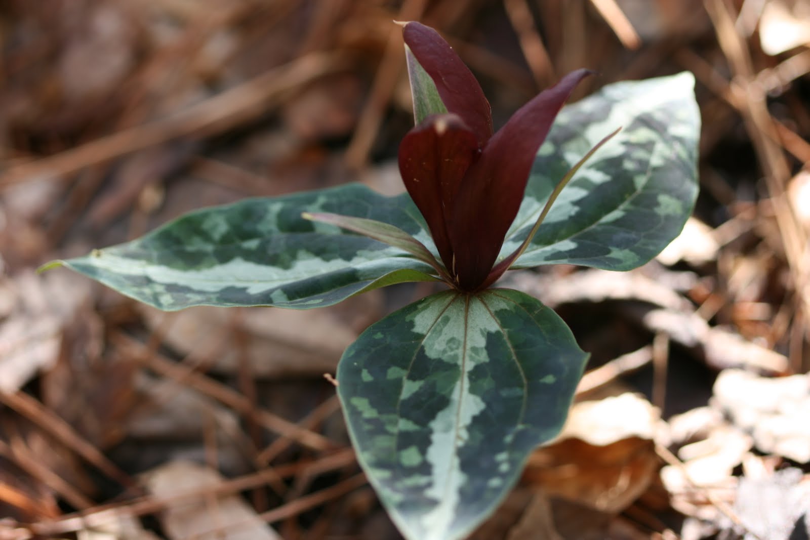 Native Florida Wildflowers Underwood's Wakerobin Trillium underwoodii