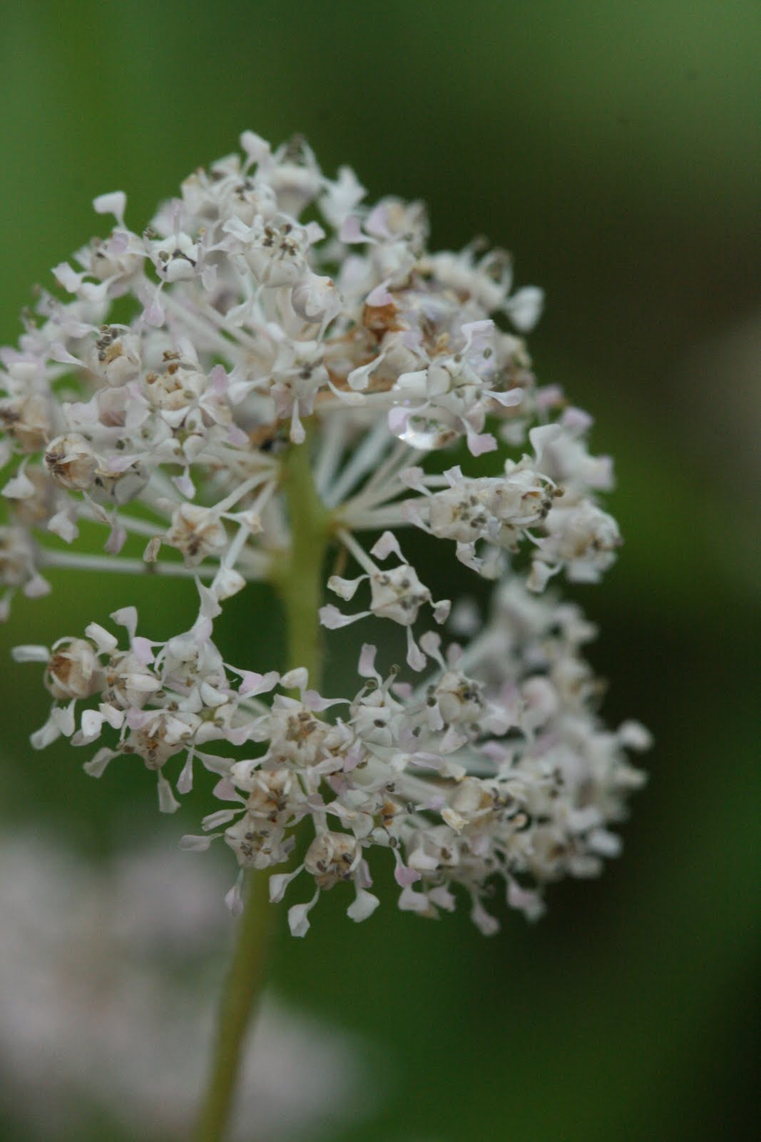 Native Florida Wildflowers New Jersey Tea Ceanothus americanus