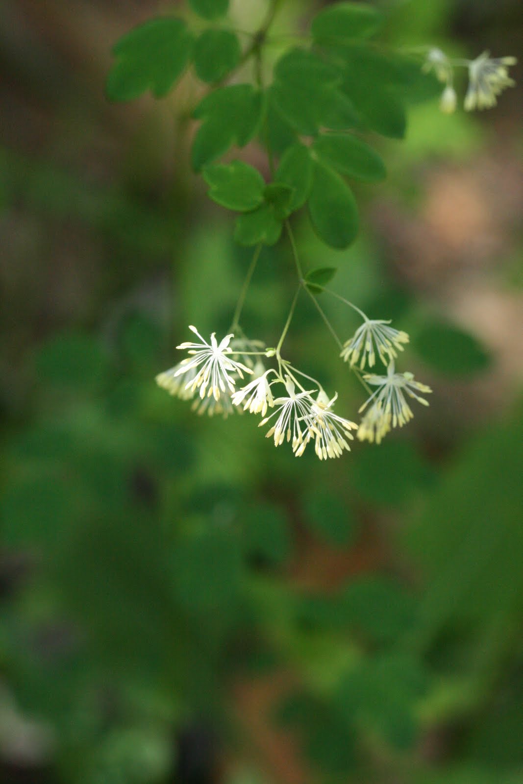 Meadow Rue Plant Varieties