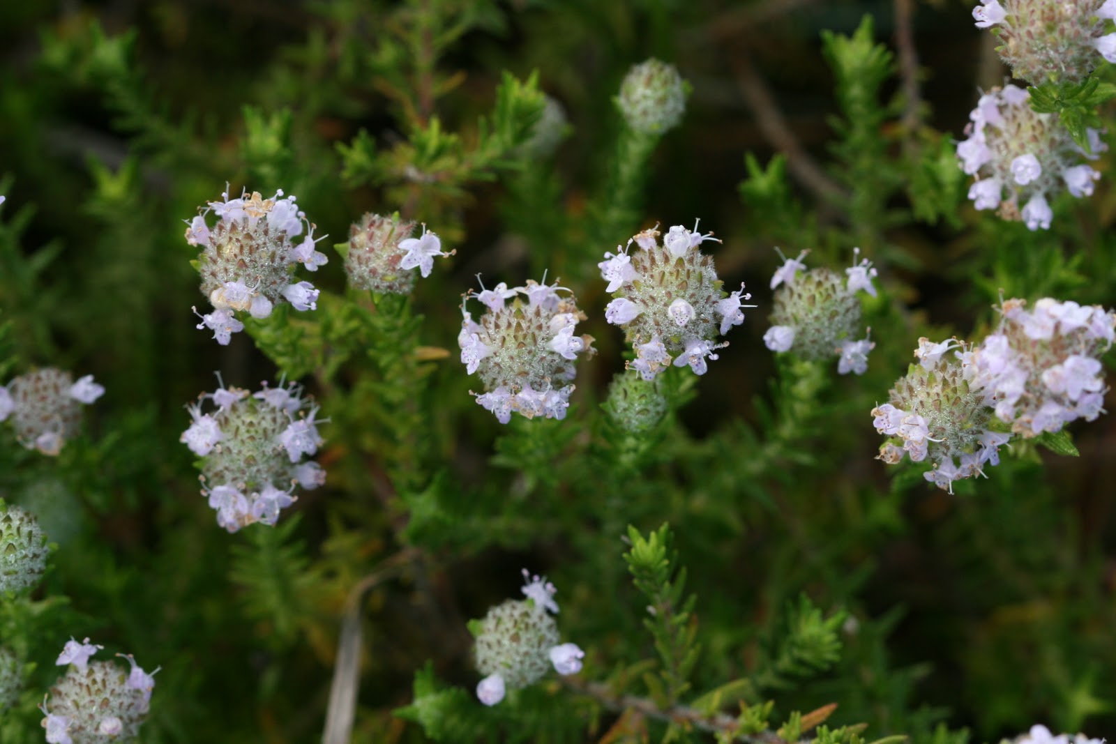 Native Florida Wildflowers False Pennyroyal Piloblephis rigida