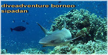 diveadventure borneo sipadan