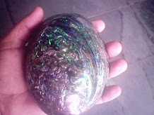 abalone importado