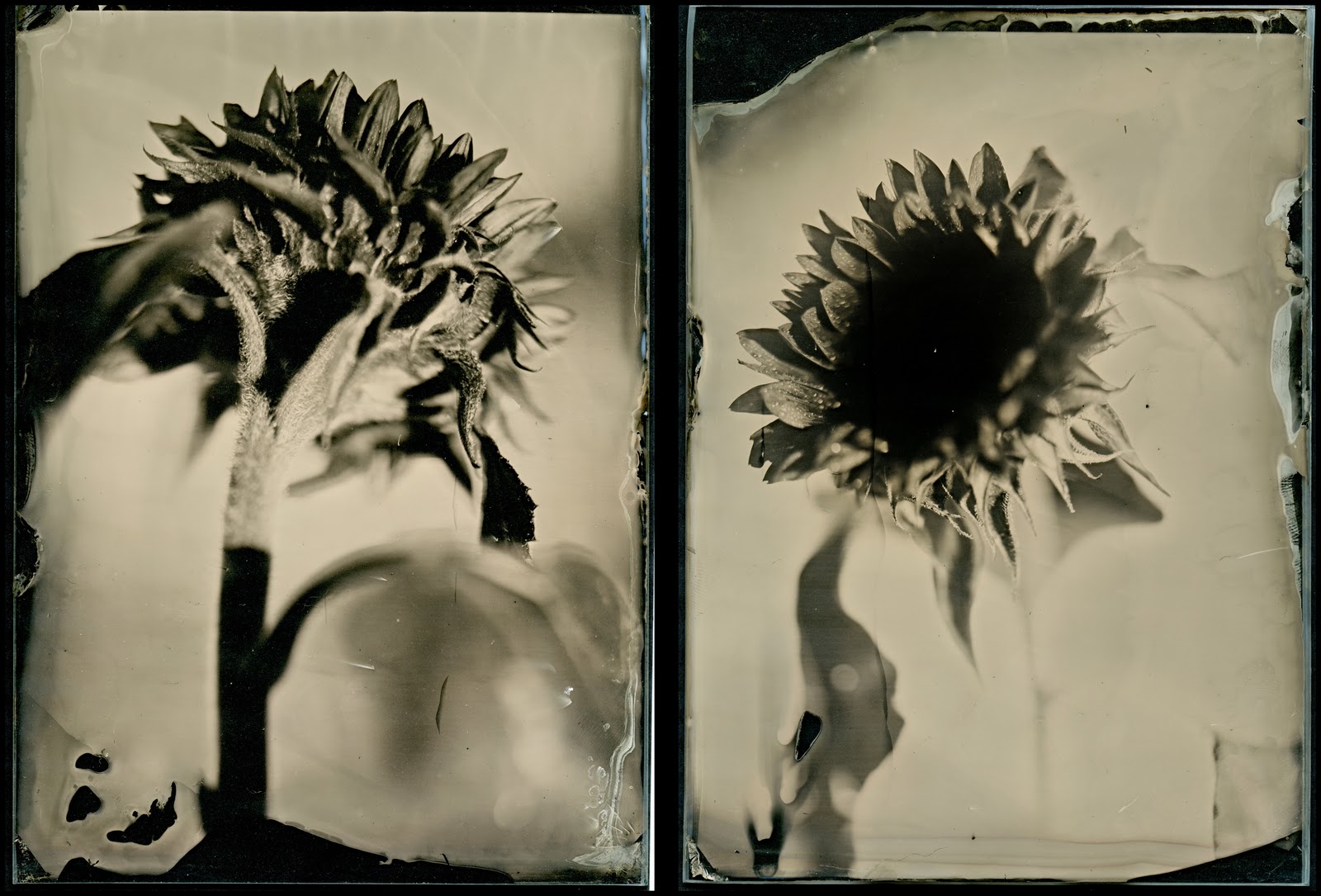 Wetplate Collodion Photography: October 2010