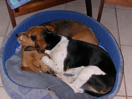Beagle Cuddles