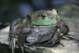 Big Green Pond Frog