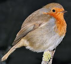 Robins are one of my favourite birds
