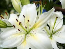 White lilies are my favourite flower