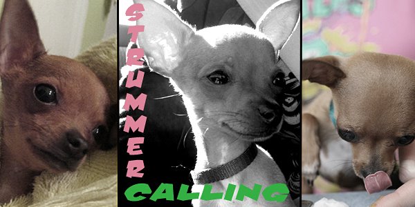 Strummer Calling; The Only Pup That Matters