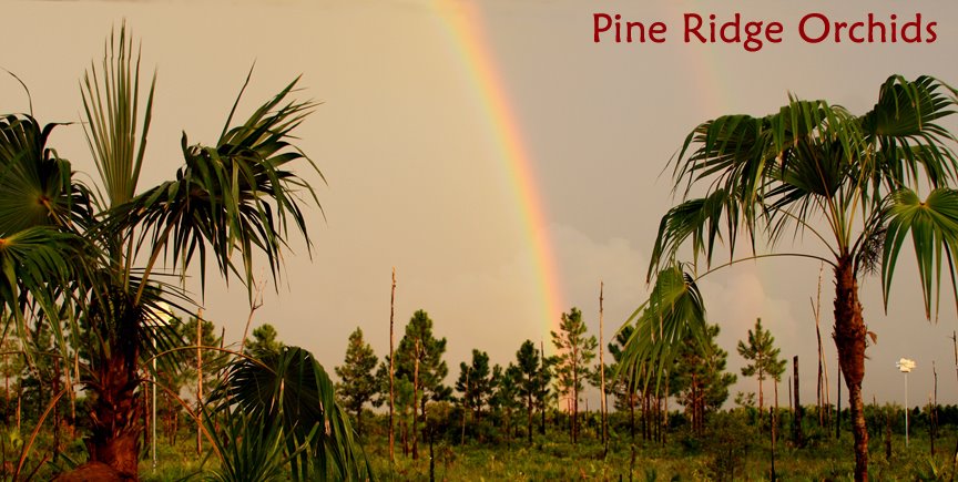 Pine Ridge Orchids blog