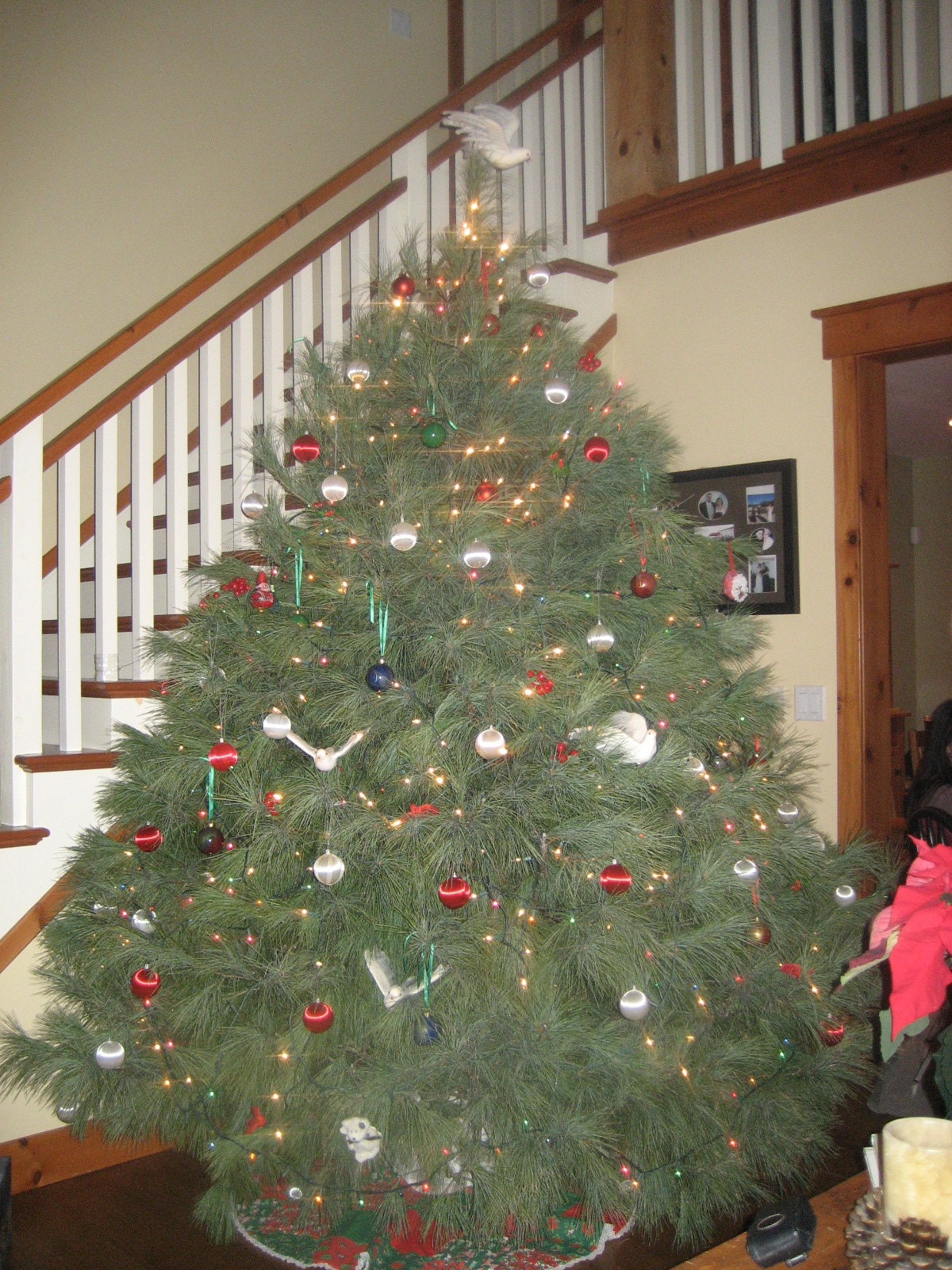 Jen Melanson The biggest Christmas tree ever!