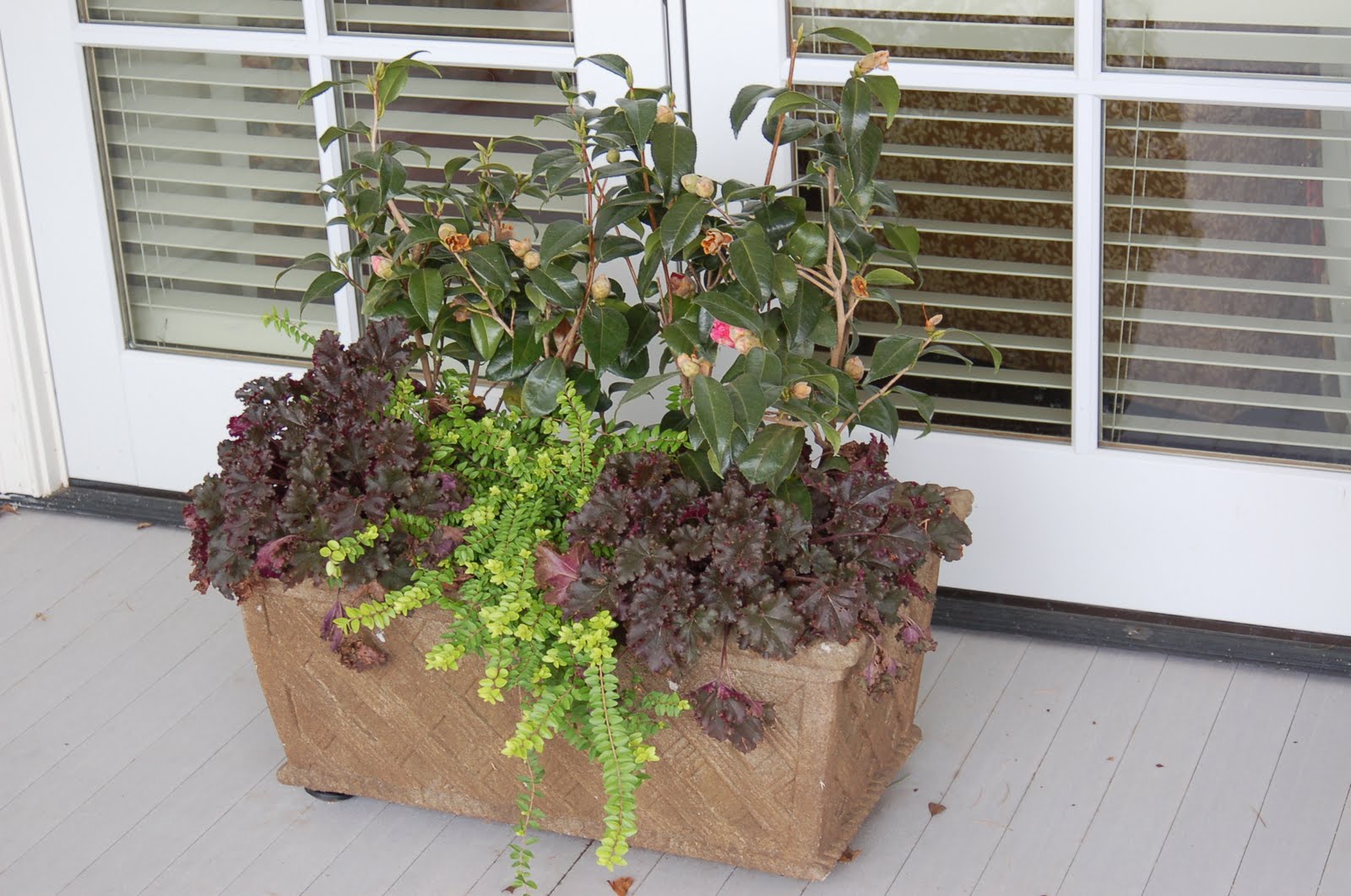 bwisegardening Day 2 A Shade Loving Option for Winter Containers